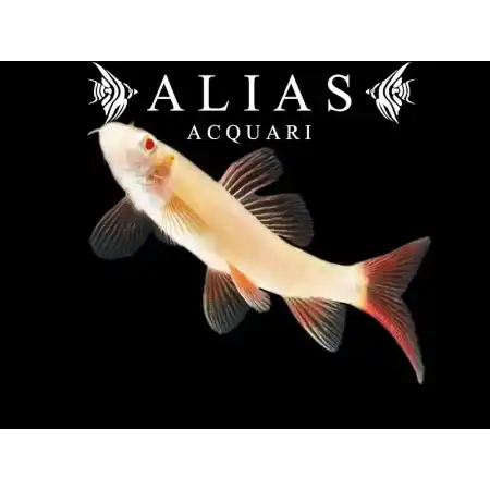 Labeo Frenatus albin