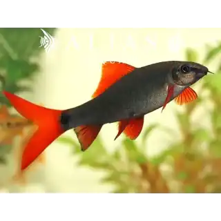 Labeo Frenatus