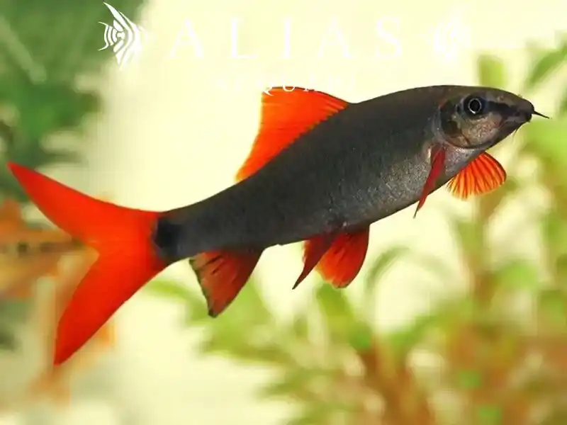 Labeo Frenatus