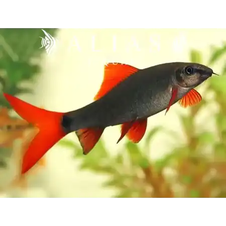 Labeo Frenatus
