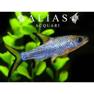 Balantiocheilus melanopterus