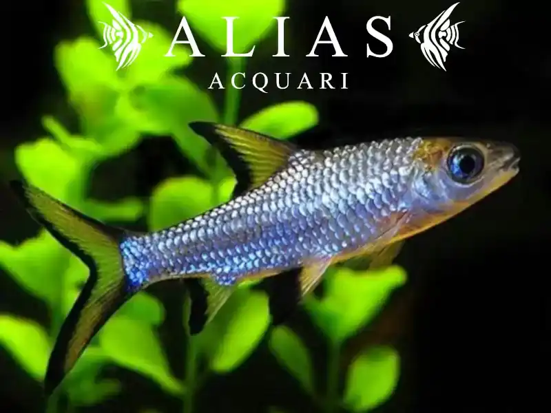 Balantiocheilus melanopterus