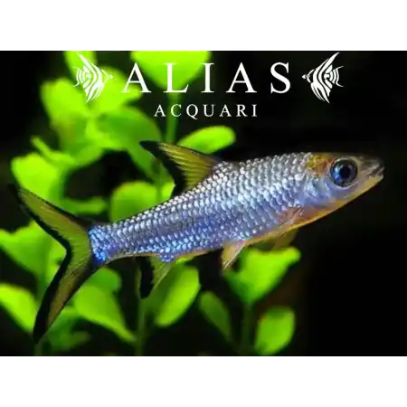 Balantiocheilus melanopterus