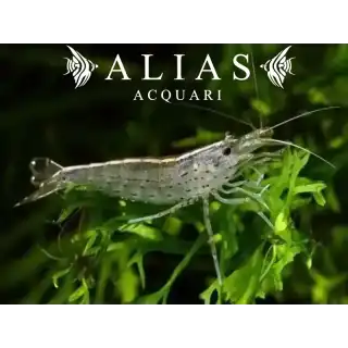 Amano Shrimp (Caridina Japonica)