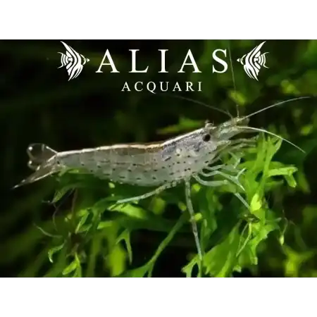 Amano Shrimp (Caridina Japonica)
