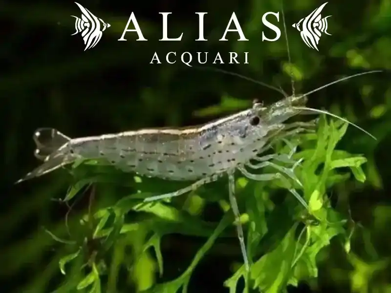 Amano Shrimp (Caridina Japonica)