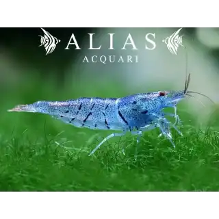 Aura Blue Tiger Shrimp