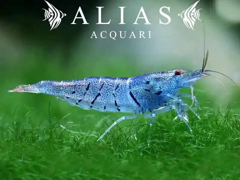 Aura Blue Tiger Shrimp