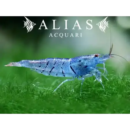 Aura Blue Tiger Shrimp