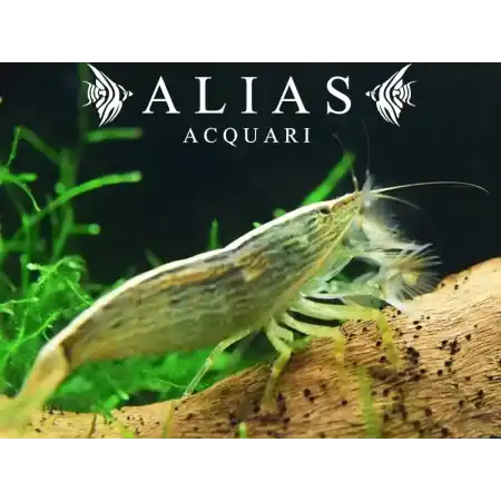 Atyopsis moluccensis