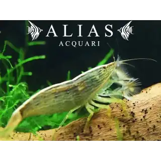 Atyopsis moluccensis
