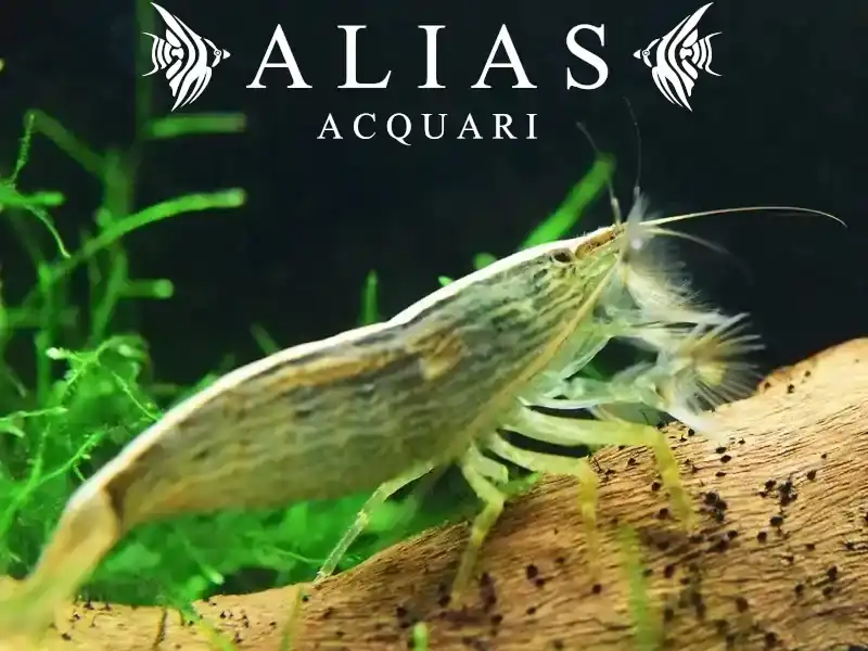 Atyopsis moluccensis