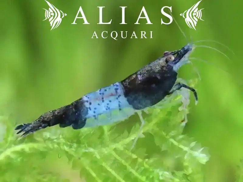 Black Carbon Rili Shrimp