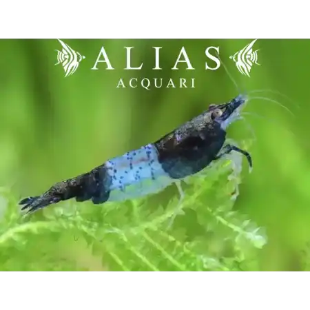 Black Carbon Rili Shrimp