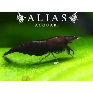 Black Choco Shrimp