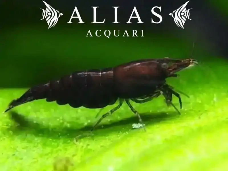Black Choco Shrimp