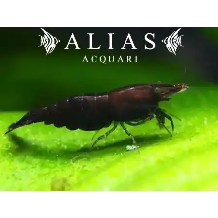 Black Choco Shrimp
