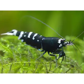 Taiwan Bee Pinto Black Shrimp
