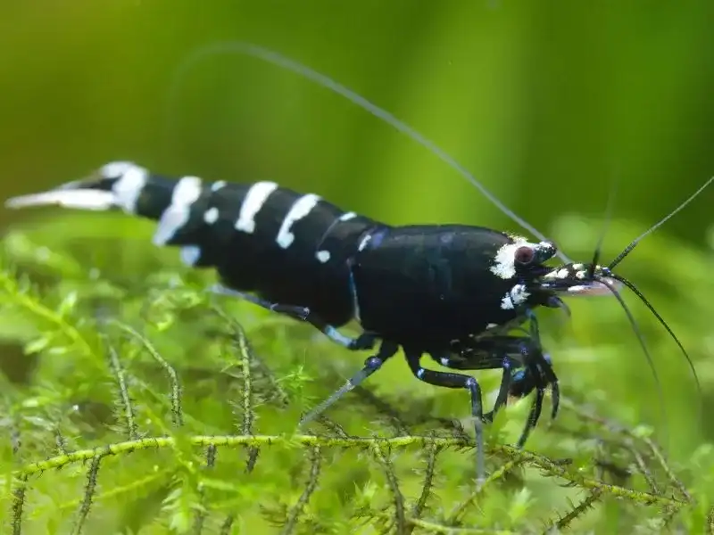 Taiwan Bee Pinto Black Shrimp
