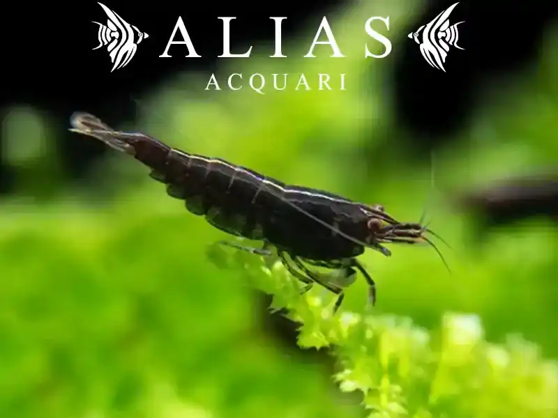 Black Rose Shrimp