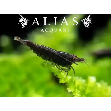 Black Rose Shrimp
