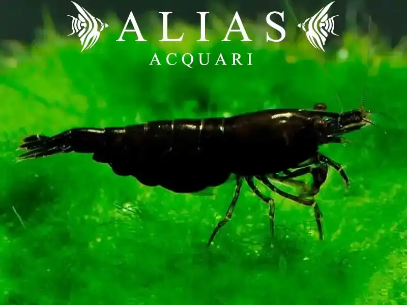 Black Star Shrimp