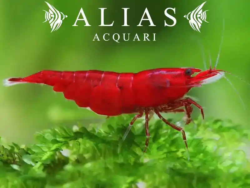Bloody Mary Shrimp