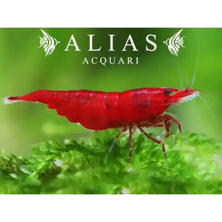 Bloody Mary Shrimp