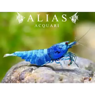 Taiwan Bee Blue Bolt Shrimp