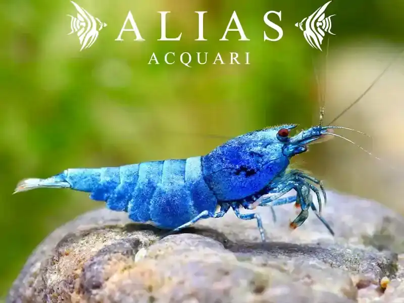 Taiwan Bee Blue Bolt Shrimp