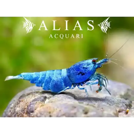 Taiwan Bee Blue Bolt Shrimp
