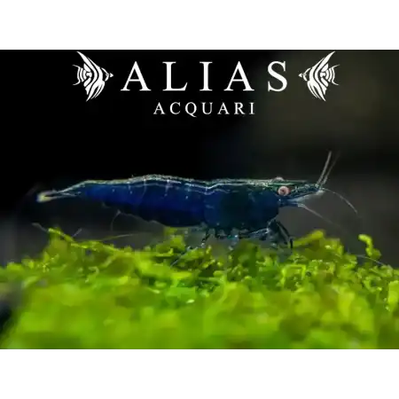 Blue Diamond Shrimp