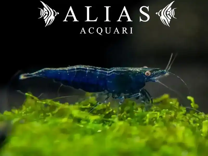 Blue Diamond Shrimp