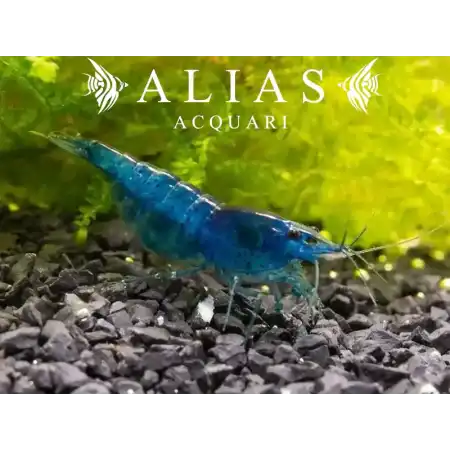 Blue Dream Shrimp