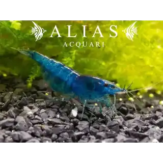 Blue Dream Shrimp