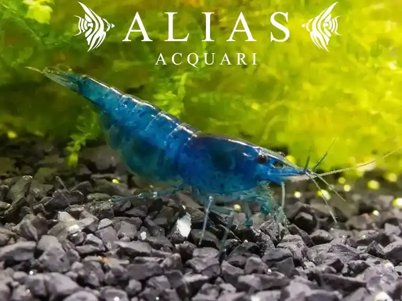 Blue Dream Shrimp