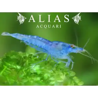Blue Jelly Shrimp