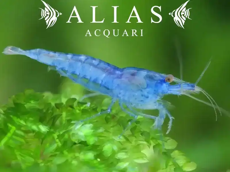 Blue Jelly Shrimp