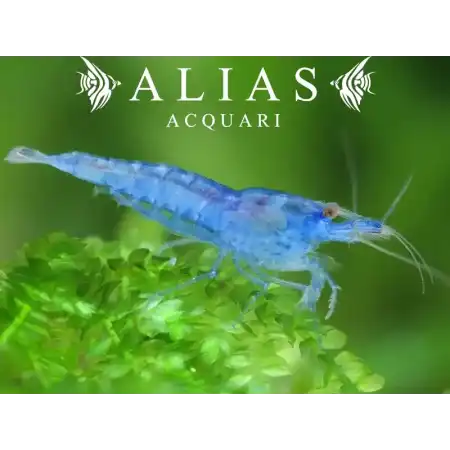 Blue Jelly Shrimp