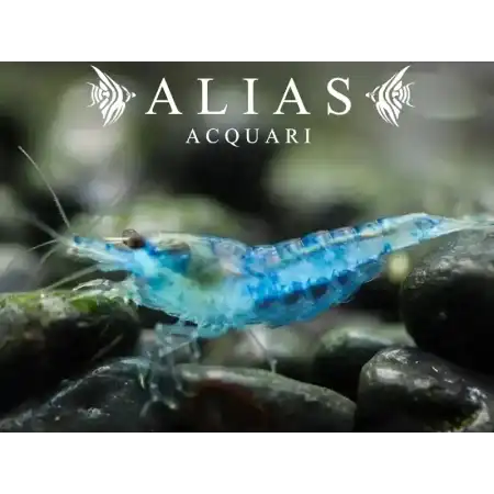 Blue Mary Shrimp