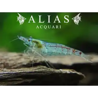 Blue Pearl Shrimp