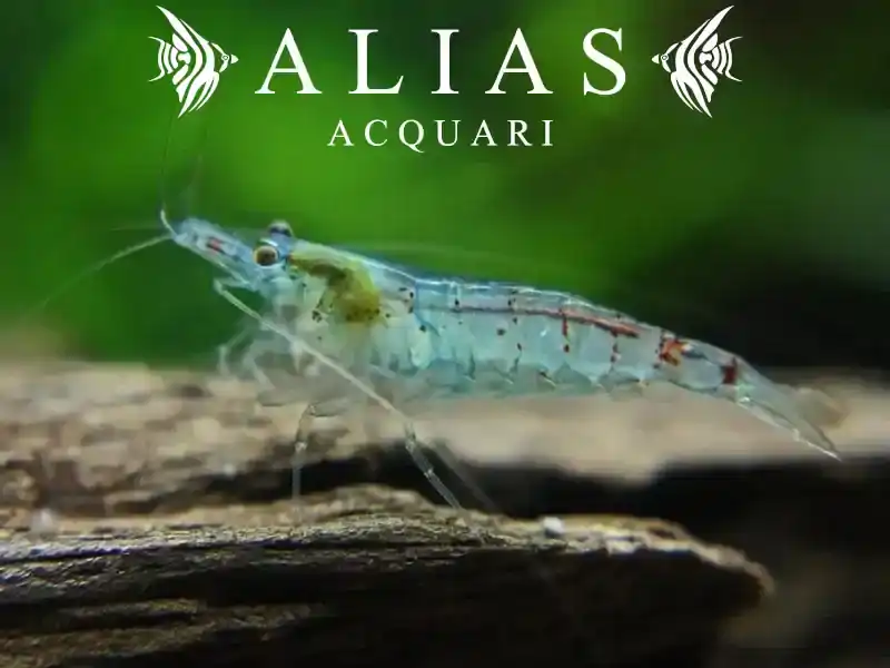 Blue Pearl Shrimp
