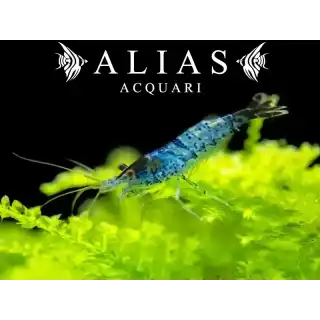 Blue Rili Shrimp