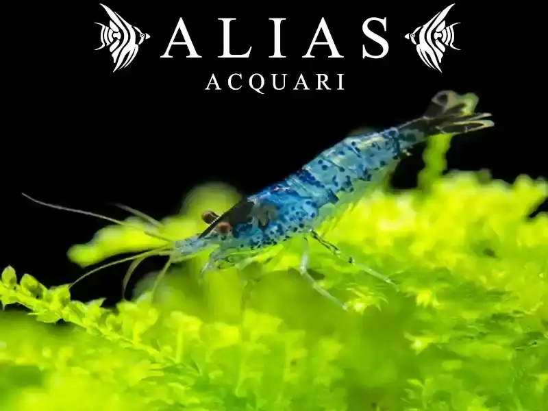 Blue Rili Shrimp