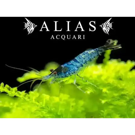 Blue Rili Shrimp