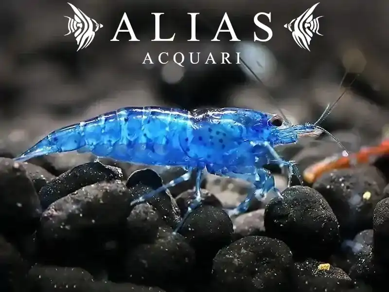 Blue Velvet Shrimp