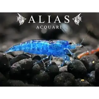 Blue Velvet Shrimp
