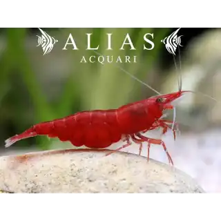 Red Cherry Shrimp