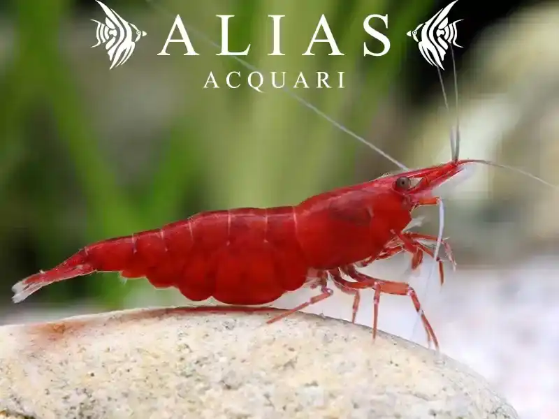 Red Cherry Shrimp