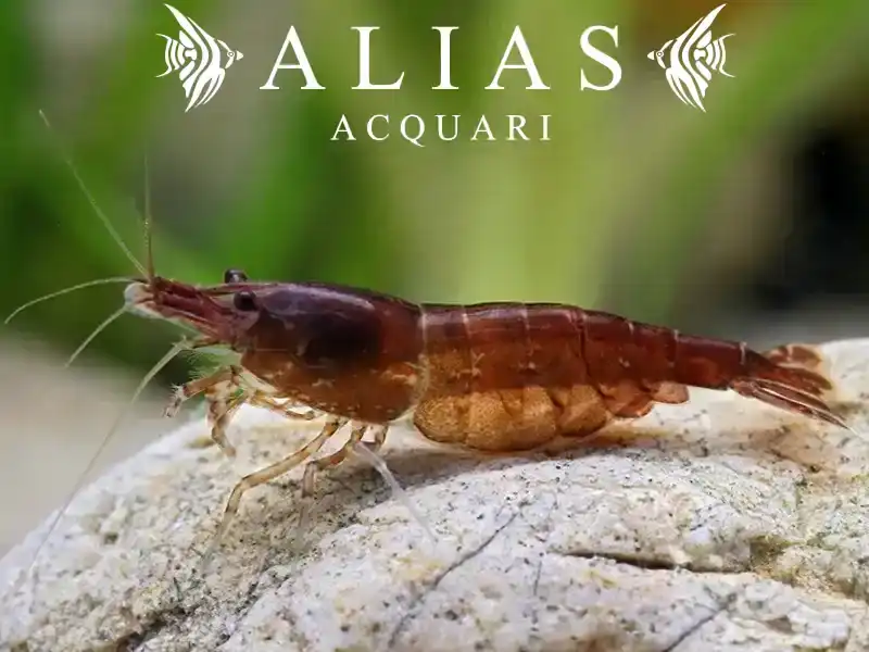 Chocolate Shrimp
